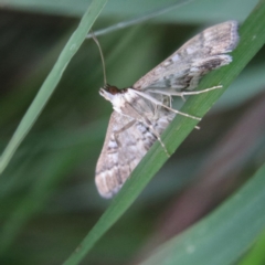 Nacoleia rhoeoalis (Spilomelinae) at Higgins Woodland - 26 Jan 2024 by Trevor