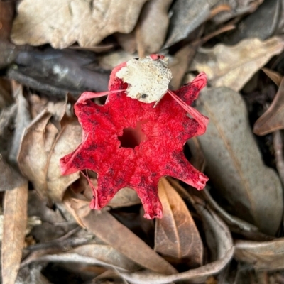 Aseroe rubra (Anemone Stinkhorn) at Hughes, ACT - 23 Jan 2024 by LisaH