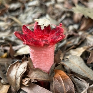 Aseroe rubra at Hughes, ACT - 23 Jan 2024