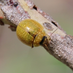 Paropsisterna cloelia (Eucalyptus variegated beetle) at Higgins, ACT - 26 Jan 2024 by Trevor