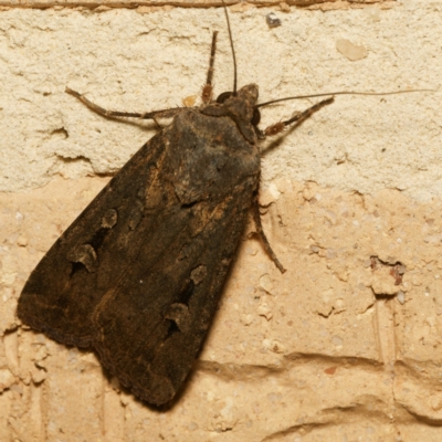 Agrotis infusa (Bogong Moth, Common Cutworm) at Harrison, ACT - 25 Jan 2024 by DPRees125