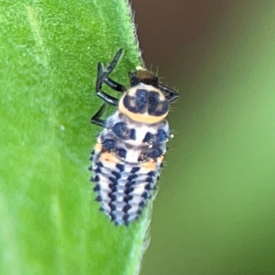 Harmonia conformis (Common Spotted Ladybird) at Surf Beach, NSW - 26 Jan 2024 by Hejor1