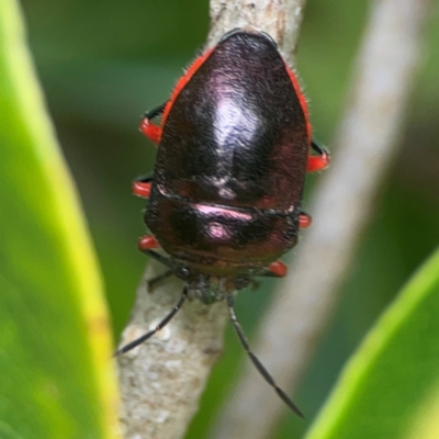 Lampromicra aerea (A jewel bug) at Surf Beach, NSW - 26 Jan 2024 by Hejor1