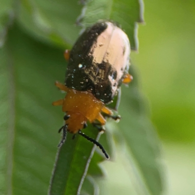Lamprolina (genus) (Pittosporum leaf beetle) at Surf Beach, NSW - 26 Jan 2024 by Hejor1