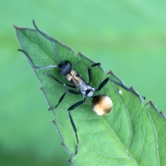 Polyrhachis ammon (Golden-spined Ant, Golden Ant) at Surf Beach, NSW - 26 Jan 2024 by Hejor1