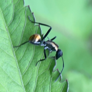 Polyrhachis ammon at Surf Beach, NSW - 26 Jan 2024 04:35 PM