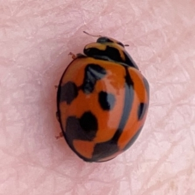 Coelophora inaequalis (Variable Ladybird beetle) at Surf Beach, NSW - 26 Jan 2024 by Hejor1