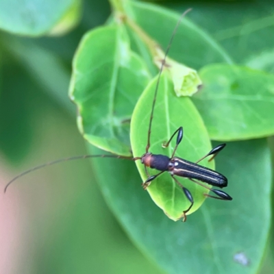 Amphirhoe sloanei (Longicorn or Longhorn beetle) at Surf Beach, NSW - 26 Jan 2024 by Hejor1