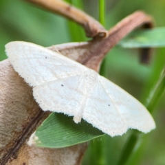 Scopula perlata at Surf Beach, NSW - 26 Jan 2024 04:53 PM