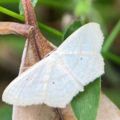 Scopula perlata at Surf Beach, NSW - 26 Jan 2024 04:53 PM