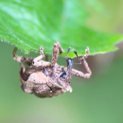 Oemethylus triangularis (Wild Passionfruit Weevil) at Surf Beach, NSW - 26 Jan 2024 by Hejor1