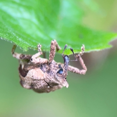 Oemethylus triangularis (Wild Passionfruit Weevil) at Surf Beach, NSW - 26 Jan 2024 by Hejor1