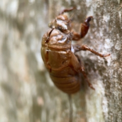 Cicadidae (family) (Unidentified cicada) at Surf Beach, NSW - 26 Jan 2024 by Hejor1