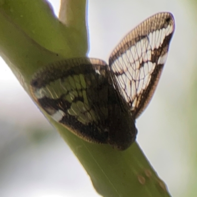 Scolypopa australis (Passionvine hopper, Fluffy bum) at Surf Beach, NSW - 26 Jan 2024 by Hejor1