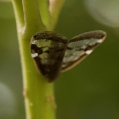 Scolypopa australis at Surf Beach, NSW - 26 Jan 2024 05:05 PM