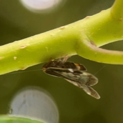 Scolypopa australis at Surf Beach, NSW - 26 Jan 2024 05:05 PM