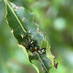 Scutiphora pedicellata at Surf Beach, NSW - 26 Jan 2024 by Hejor1