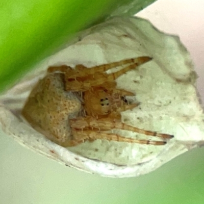 Unidentified Orb-weaving spider (several families) at Surf Beach, NSW - 26 Jan 2024 by Hejor1