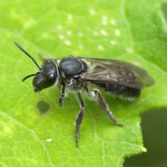 Lasioglossum (Chilalictus) sp. (genus & subgenus) (Halictid bee) at Surf Beach, NSW - 26 Jan 2024 by Hejor1