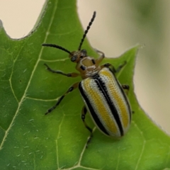 Lema (Quasilema) daturaphila (Three-lined potato beetle) at Surf Beach, NSW - 26 Jan 2024 by Hejor1