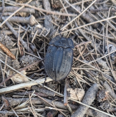 Cillibus incisus (Darkling Beetle) at Burrinjuck, NSW - 26 Jan 2024 by SonyaDuus