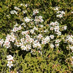 Baeckea brevifolia (Short-leaved Baeckea) at Tianjara, NSW - 18 Jan 2024 by RobG1