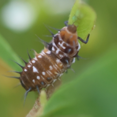 Apolinus lividigaster (Yellow Shouldered Ladybird) at Red Hill to Yarralumla Creek - 26 Jan 2024 by LisaH