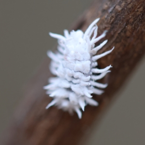 Cryptolaemus montrouzieri at Red Hill to Yarralumla Creek - 26 Jan 2024 07:14 PM