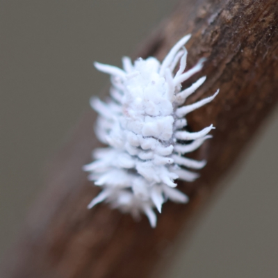 Cryptolaemus montrouzieri (Mealybug ladybird) at Hughes Grassy Woodland - 26 Jan 2024 by LisaH