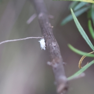 Cryptolaemus montrouzieri at Red Hill to Yarralumla Creek - 26 Jan 2024 07:14 PM