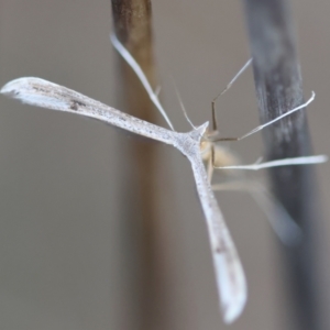 Wheeleria spilodactylus at Red Hill to Yarralumla Creek - 26 Jan 2024