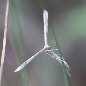 Wheeleria spilodactylus at Red Hill to Yarralumla Creek - 26 Jan 2024