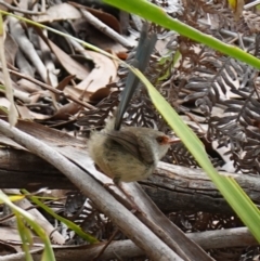 Malurus lamberti (Variegated Fairywren) at Jervis Bay National Park - 23 Jan 2024 by RobG1