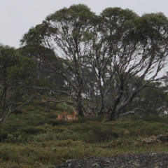 Dama dama at Charlotte Pass, NSW - suppressed