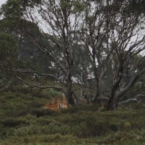 Dama dama at Charlotte Pass, NSW - suppressed