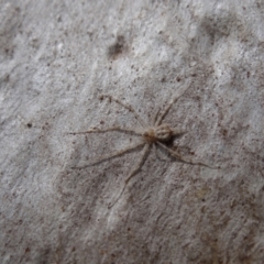 Tamopsis sp. (genus) (Two-tailed spider) at Callum Brae - 28 Apr 2021 by Miranda