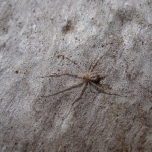 Tamopsis sp. (genus) at Callum Brae - 28 Apr 2021