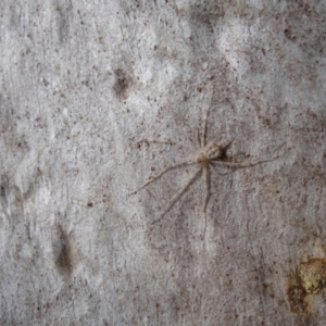 Tamopsis sp. (genus) at Callum Brae - 28 Apr 2021