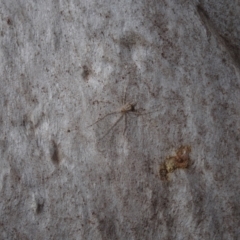 Tamopsis sp. (genus) at Callum Brae - 28 Apr 2021