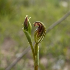 Speculantha furva (Swarthy Tiny Greenhood) at Morton National Park - 24 Jan 2024 by RobG1