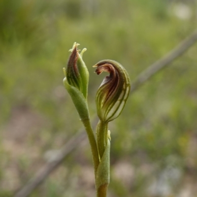 Speculantha furva (Swarthy Tiny Greenhood) at Morton National Park - 24 Jan 2024 by RobG1