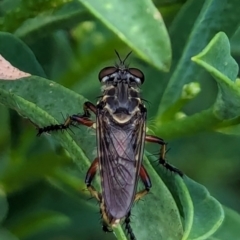 Thereutria amaraca (Spine-legged Robber Fly) at Watson, ACT - 26 Jan 2024 by AniseStar