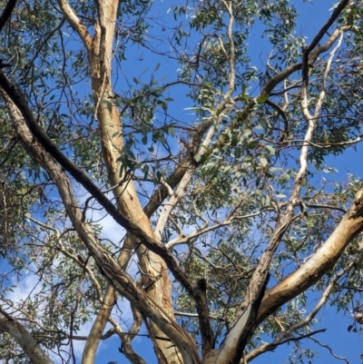Eucalyptus melliodora (Yellow Box) at Watson, ACT - 26 Jan 2024 by AniseStar