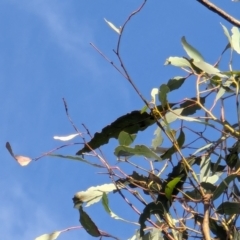 Eucalyptus melliodora at Watson Green Space - 26 Jan 2024 06:00 PM