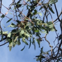 Eucalyptus melliodora at Watson Green Space - 26 Jan 2024 06:00 PM