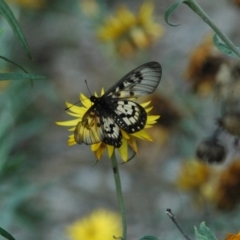 Acraea andromacha (Glasswing) at Acton, ACT - 13 Mar 2011 by Miranda