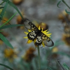 Acraea andromacha at ANBG - 14 Mar 2011 01:40 AM