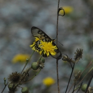 Acraea andromacha at ANBG - 14 Mar 2011 01:40 AM