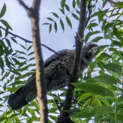 Callocephalon fimbriatum (Gang-gang Cockatoo) at Watson Green Space - 26 Jan 2024 by AniseStar