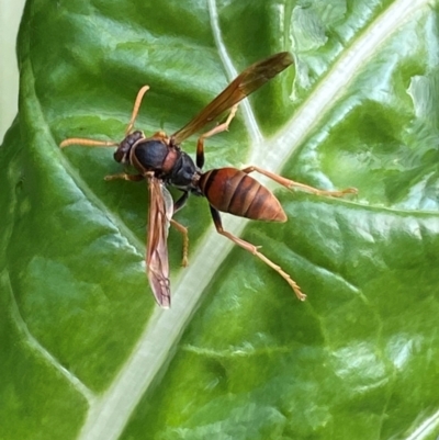 Polistes (Polistella) humilis (Common Paper Wasp) at QPRC LGA - 26 Jan 2024 by SteveBorkowskis